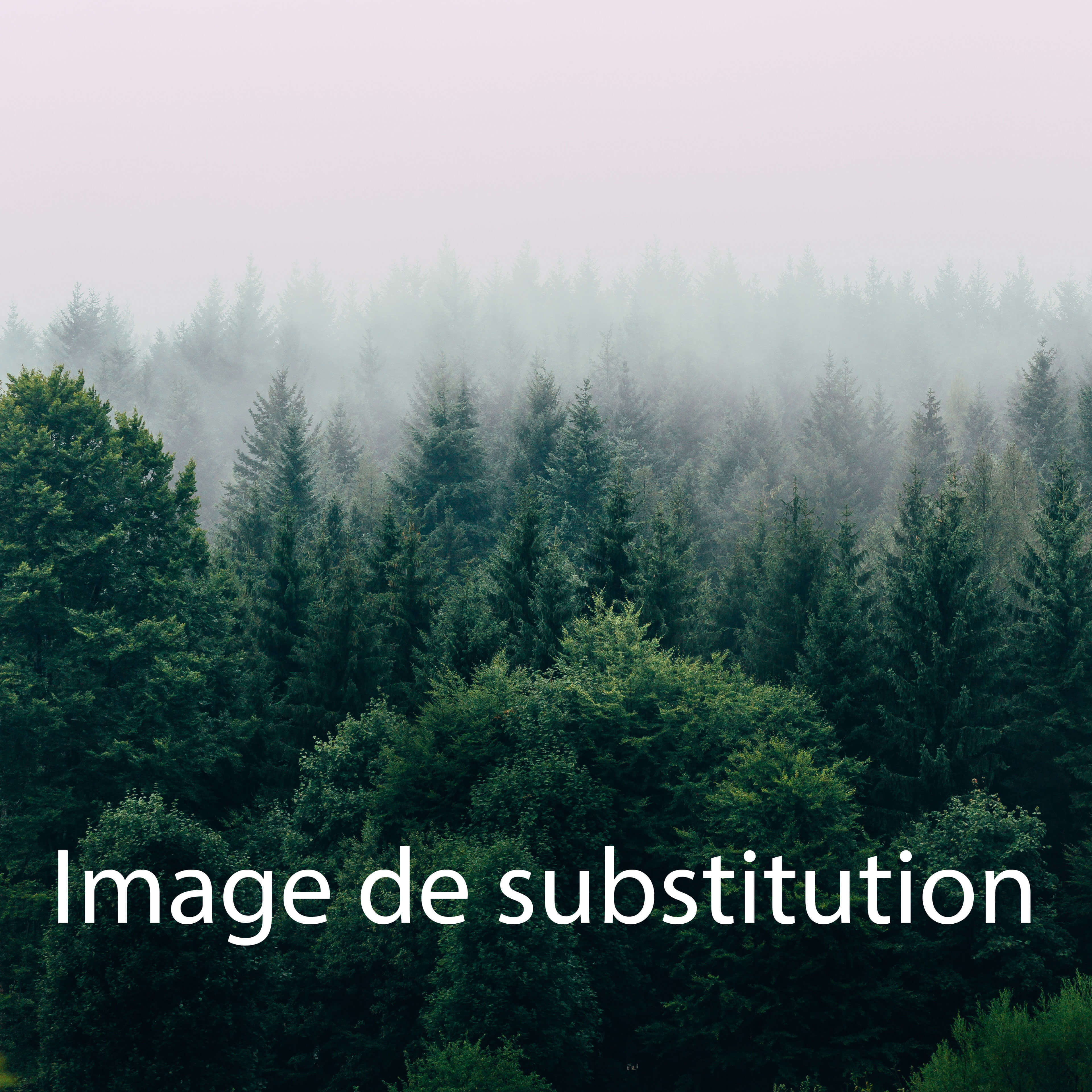 Mélèze